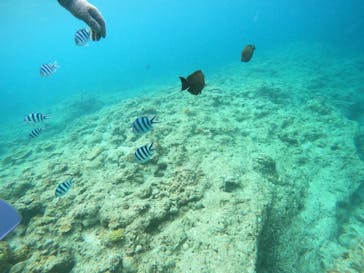 沖縄マリンサービス碧に投稿された画像（2023/7/17）