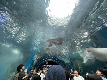 マクセル アクアパーク品川に投稿された画像（2023/7/17）