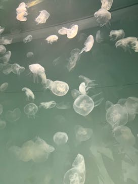 アクアワールド茨城県大洗水族館に投稿された画像（2023/7/17）