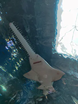 マクセル アクアパーク品川に投稿された画像（2023/7/17）