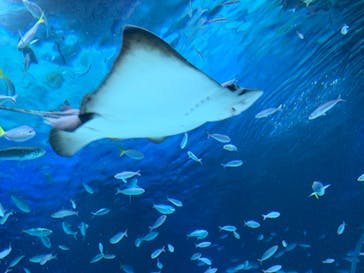 サンシャイン水族館に投稿された画像（2023/7/17）