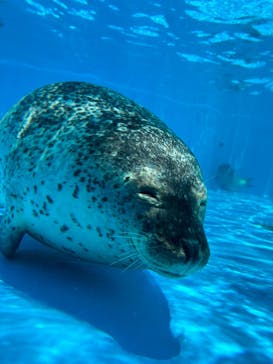 鴨川シーワールドに投稿された画像（2023/7/17）