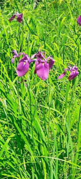 たんばらラベンダーパークに投稿された画像（2023/7/17）