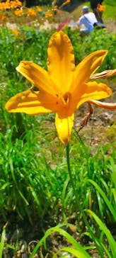 たんばらラベンダーパークに投稿された画像（2023/7/17）