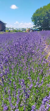 たんばらラベンダーパークに投稿された画像（2023/7/17）
