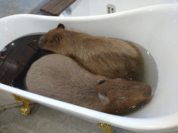 アニタッチみなとみらいに投稿された画像（2023/7/17）