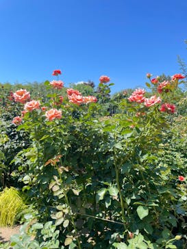 横浜イングリッシュガーデンに投稿された画像（2023/7/17）