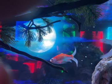 NARA KINGYO MUSEUMに投稿された画像（2023/7/17）