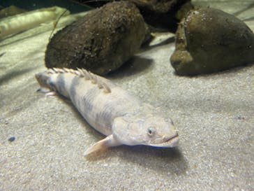 カワスイ 川崎⽔族館に投稿された画像（2023/7/17）