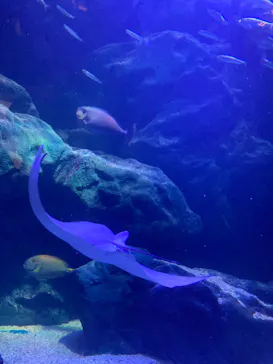 マクセル アクアパーク品川に投稿された画像（2023/7/17）