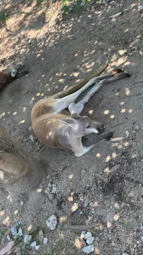 神戸どうぶつ王国に投稿された画像（2023/7/17）