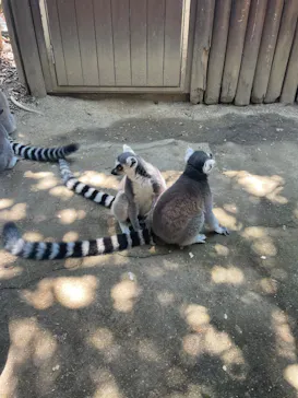 神戸どうぶつ王国に投稿された画像（2023/7/17）