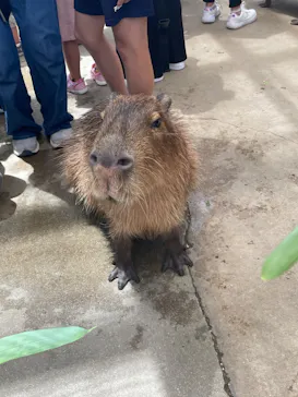 神戸どうぶつ王国に投稿された画像（2023/7/17）