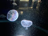 京都水族館に投稿された画像（2023/7/17）