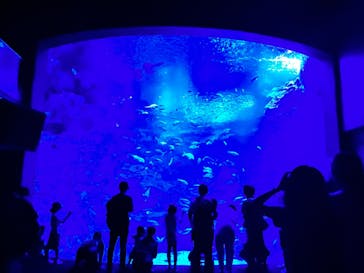 京都水族館に投稿された画像（2023/7/17）