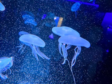 京都水族館に投稿された画像（2023/7/17）
