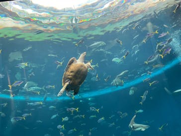 鴨川シーワールドに投稿された画像（2023/7/17）