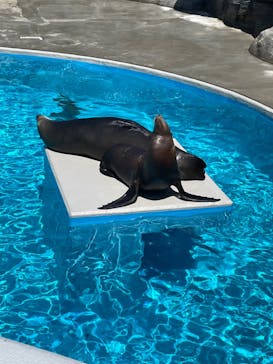 鴨川シーワールドに投稿された画像（2023/7/17）