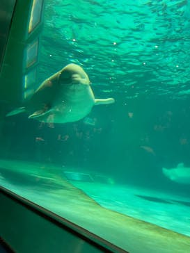 鴨川シーワールドに投稿された画像（2023/7/17）