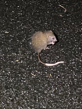 奄美ナイトツアーサービスに投稿された画像（2023/7/17）