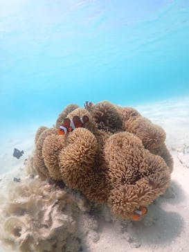 nico 宮古島に投稿された画像（2023/7/17）