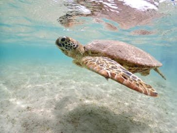 nico 宮古島に投稿された画像（2023/7/17）