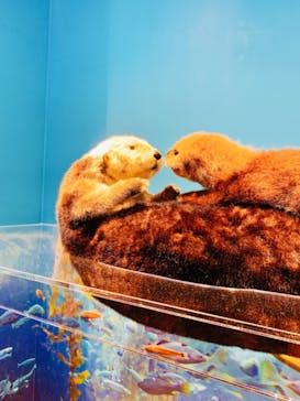 特別展「海　―生命のみなもと―」（国立科学博物館）に投稿された画像（2023/7/17）