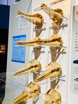 特別展「海　―生命のみなもと―」（国立科学博物館）に投稿された画像（2023/7/17）