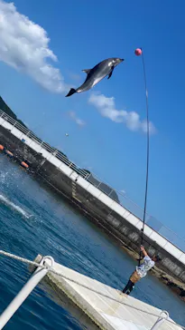 うみたま体験パーク 「つくみイルカ島」に投稿された画像（2023/7/17）