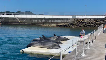 うみたま体験パーク 「つくみイルカ島」に投稿された画像（2023/7/17）