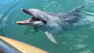 うみたま体験パーク 「つくみイルカ島」に投稿された画像（2023/7/17）