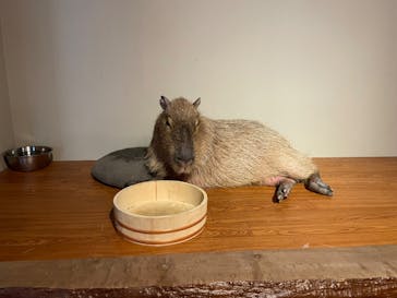 おさるランド＆アニタウン　日光さる軍団劇場に投稿された画像（2023/7/17）