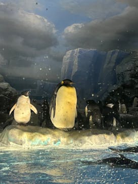 名古屋港水族館に投稿された画像（2023/7/17）