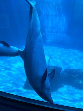 名古屋港水族館に投稿された画像（2023/7/17）