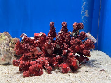 しながわ水族館に投稿された画像（2023/7/17）