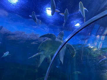 しながわ水族館に投稿された画像（2023/7/17）