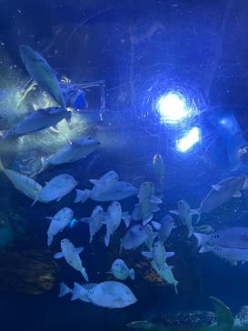 しながわ水族館に投稿された画像（2023/7/17）