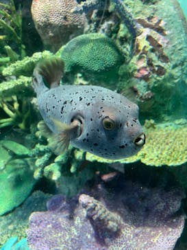 サンシャイン水族館に投稿された画像（2023/7/17）