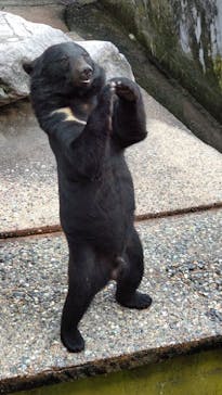 奥飛騨クマ牧場に投稿された画像（2023/7/17）