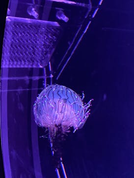 マリンワールド海の中道に投稿された画像（2023/7/17）