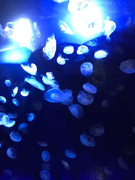 サンシャイン水族館に投稿された画像（2023/7/17）