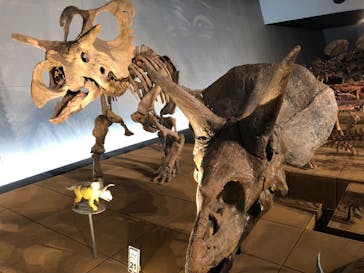 福井県立恐竜博物館に投稿された画像（2023/7/17）