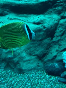 大分マリーンパレス水族館 「うみたまご」に投稿された画像（2023/7/17）