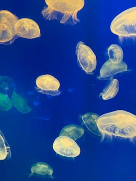 大分マリーンパレス水族館 「うみたまご」に投稿された画像（2023/7/17）