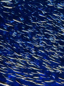 大分マリーンパレス水族館 「うみたまご」に投稿された画像（2023/7/17）