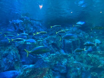 大分マリーンパレス水族館 「うみたまご」に投稿された画像（2023/7/17）