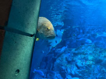 大分マリーンパレス水族館 「うみたまご」に投稿された画像（2023/7/17）