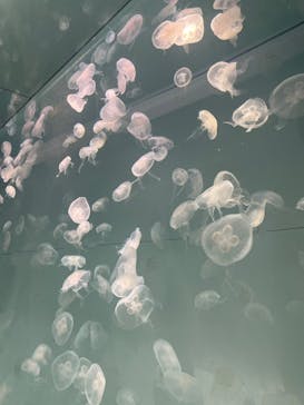 アクアワールド茨城県大洗水族館に投稿された画像（2023/7/17）