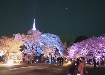 NAKED 桜の新宿御苑 2023に投稿された画像（2023/7/17）