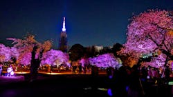 NAKED 桜の新宿御苑 2023に投稿された画像（2023/7/17）